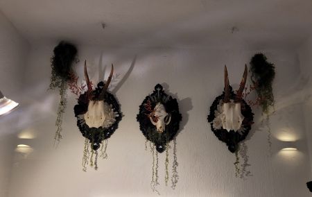 scull deer